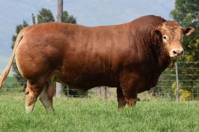 Sapi Limosin 1234