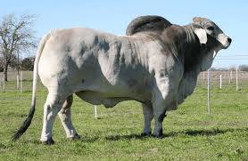 Sapi Brahman 1235