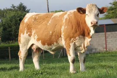 Sapi Simental 1236